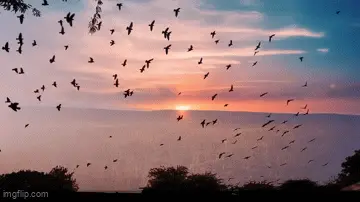 Divine Grace Flows